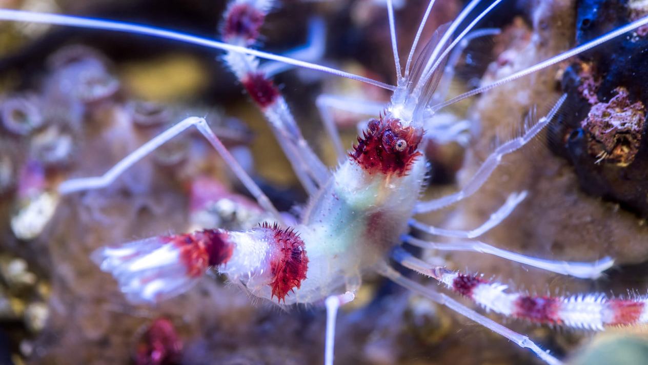 Close up of a white and red banded shrimp, with white body and large red stripes across body
