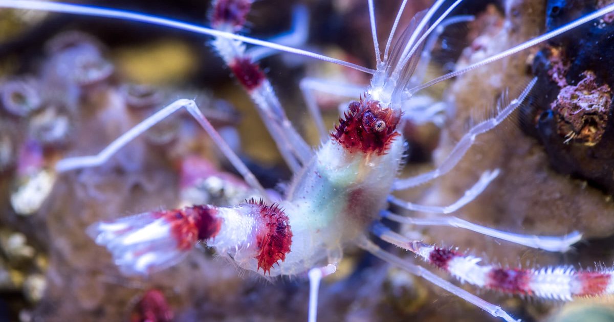 Take Our Shrimp Personality Quiz Monterey Bay Aquarium take-our-shrimp-personality-quiz-monterey-bay-aquarium