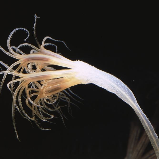 Side profile view of a droopy sea pen in dark water