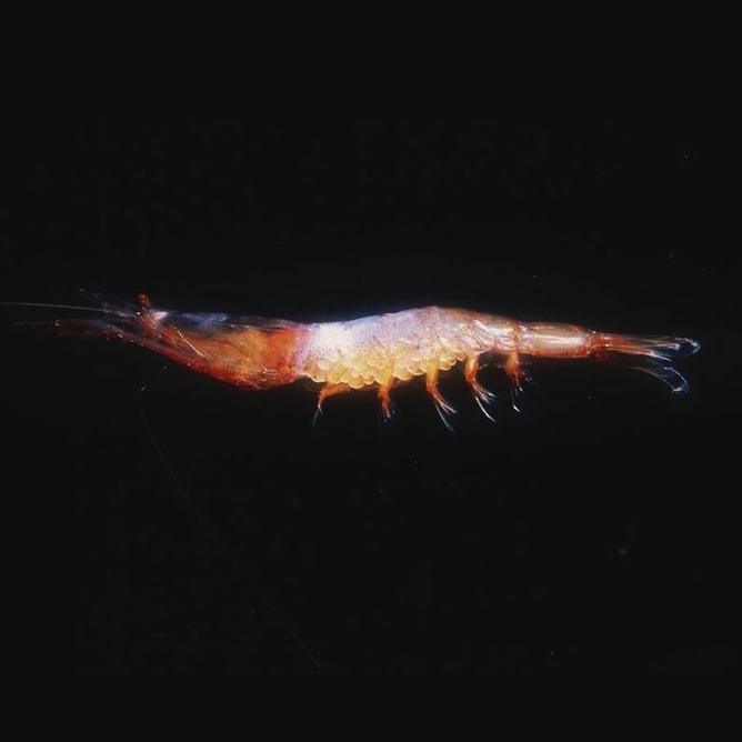 A translucent deep-sea midwater shrimp illuminated against a black background showing its full body profile