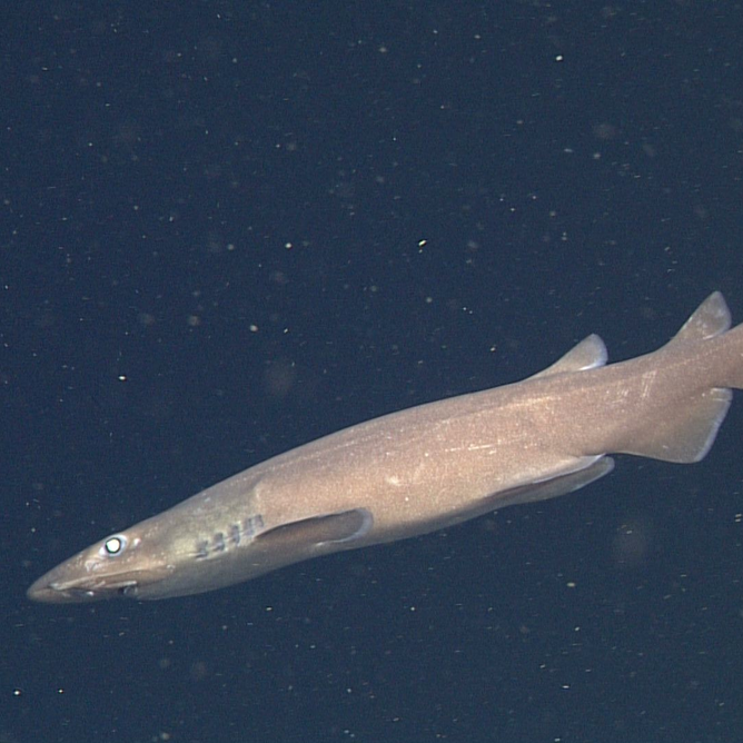 Side profile of a brown cat shark