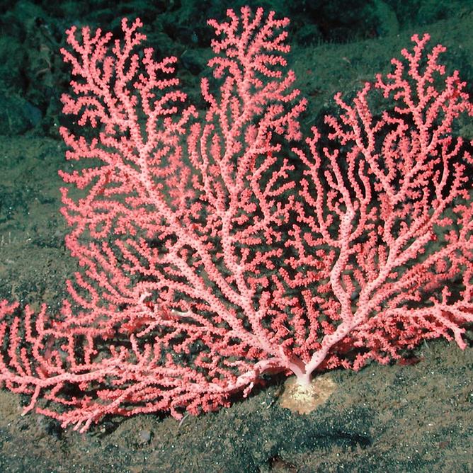 A bubblegum coral on the deep seafloor.