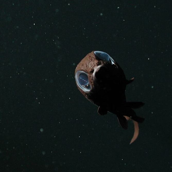Deep-sea owlfish with large reflective eyes floating in dark open water, particles visible in background