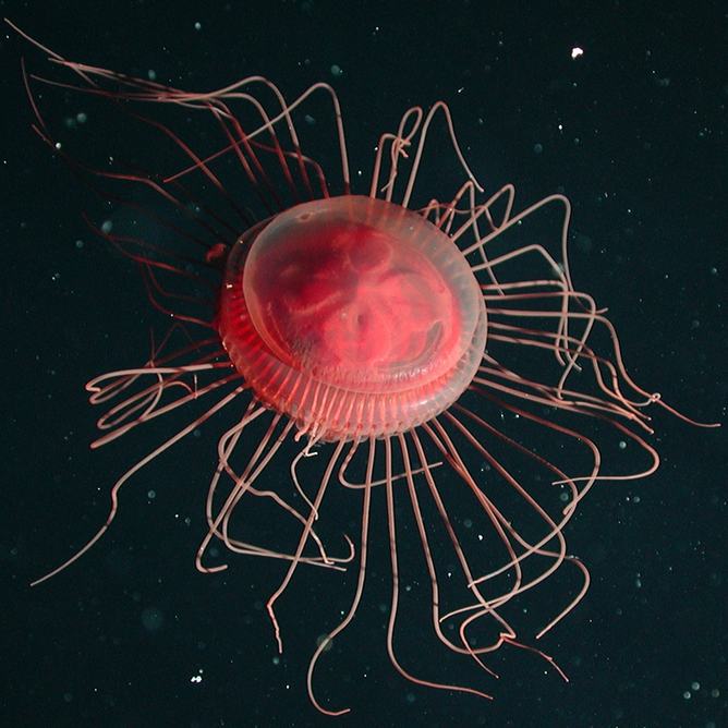A red crown jelly in the depp sea