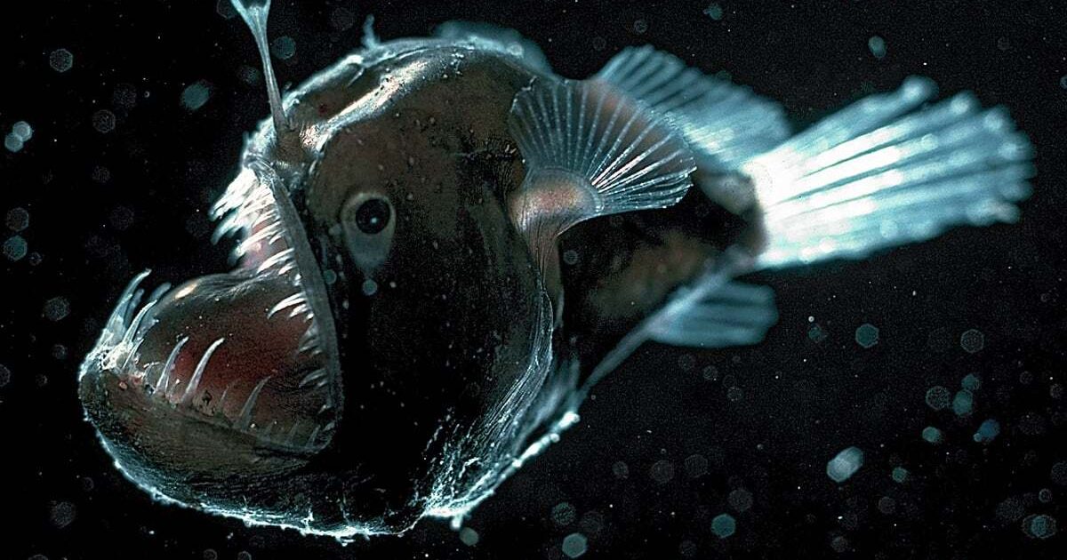 Deep-sea anglerfish | Monterey Bay Aquarium Deep-sea anglerfish | Monterey Bay Aquarium