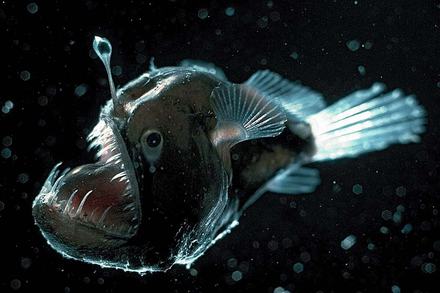 Deep-sea anglerfish | Monterey Bay Aquarium Deep-sea anglerfish | Monterey Bay Aquarium