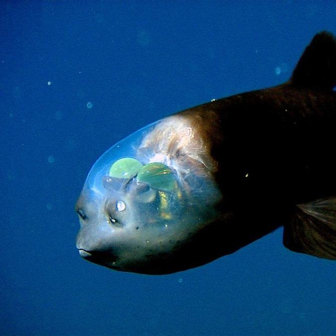 A barreleye swimming the the ocean