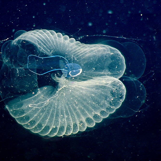 Translucent green giant larvacean with a delicate spiral mucus house visible against dark blue water