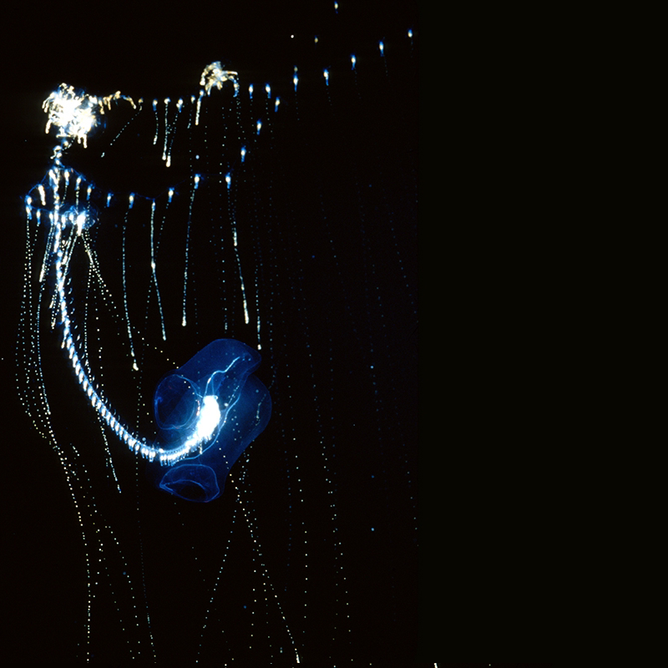 Lightbulb siphonophore with glowing blue float and long bioluminescent tentacles in dark water