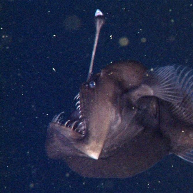 A black sea devil anglerfish with a large mouth, sharp teeth, and upright lure floating in dark water