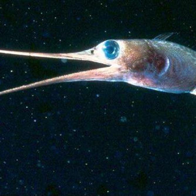 Close-up of a slender snipe eel with elongated beak and large blue eye against dark water