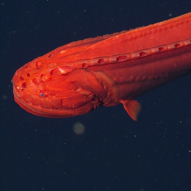 A whalefish in deep water