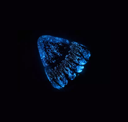 A transparent cone-shaped jelly lit up with blue bioluminescent spots on a black background