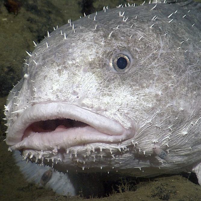 A blob sculpin on the deep seafloor