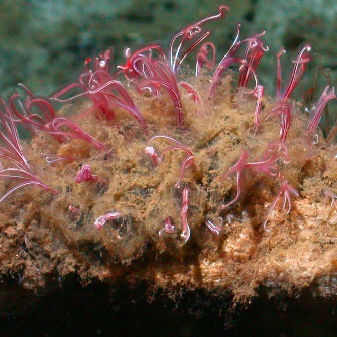 Bone-eating worm