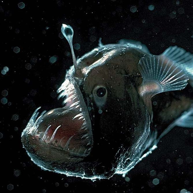 Close-up of a deep-sea anglerfish with a glowing lure extending from its head and a large, tooth-filled mouth