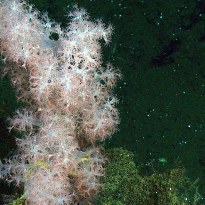 A deep-sea carnation coral on the sea floor