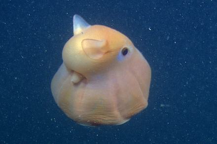 A light orange color flapjack with one eye showing floating in a marine snow