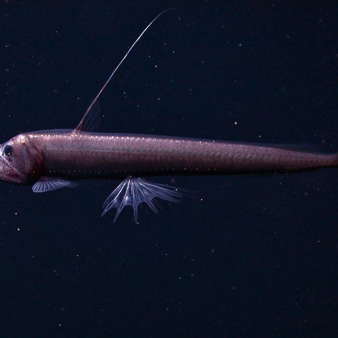 A Pacific viperfish in dark water