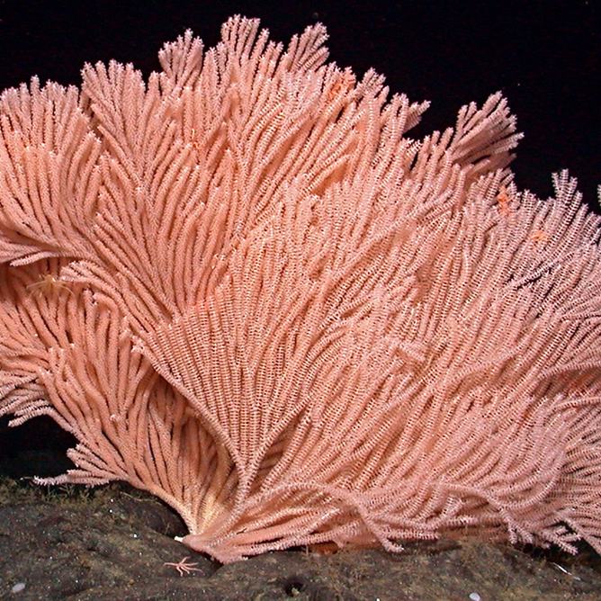 A pink bamboo coral on the sea floor