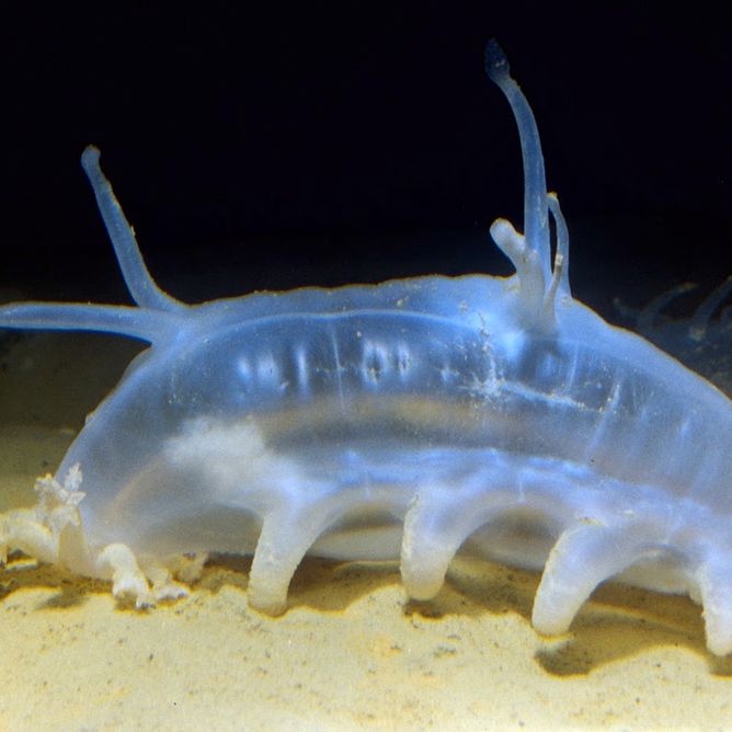 A sea pig searches for a meal