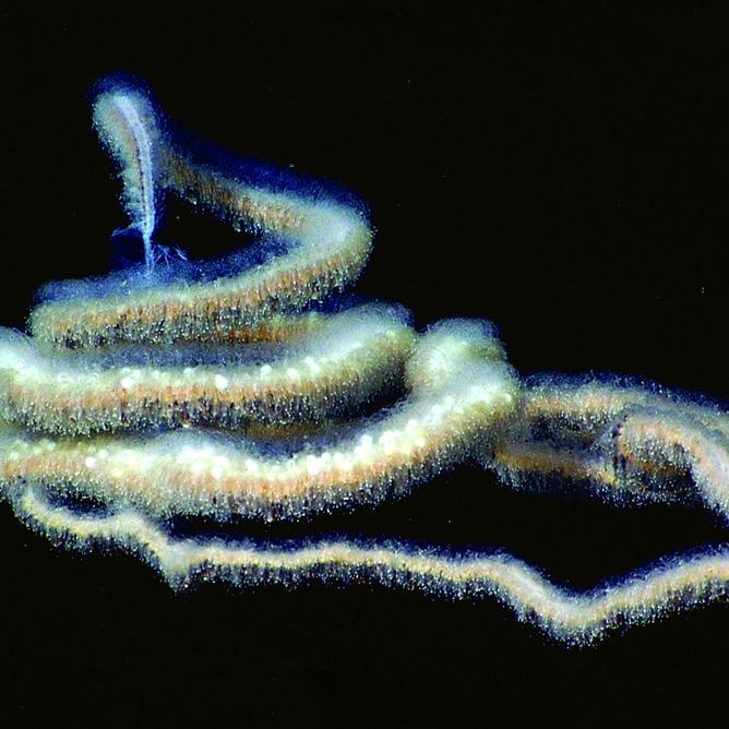 A woolly siphonophore coiled and floating in open water