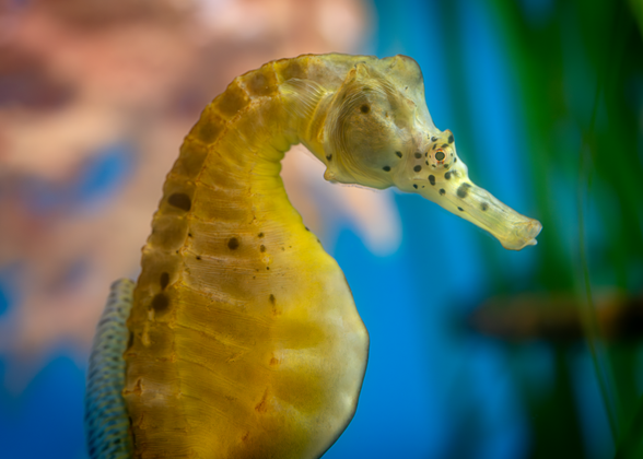 Big-belly seahorses are one of the many animals seen in Monterey Bay Aquarium's Ocean in Motion/La Danza del Mar exhibition.