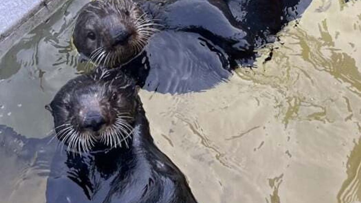 Close-up overhead view of sea otters Suri and Willow floating on their backs behind the scenes looking up