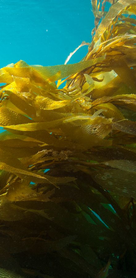 Golden fronds of giant kelp in the wild at Point Conception