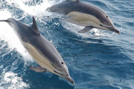 A close up top view of two long beaked common dolphin jumping out of blue ocean water