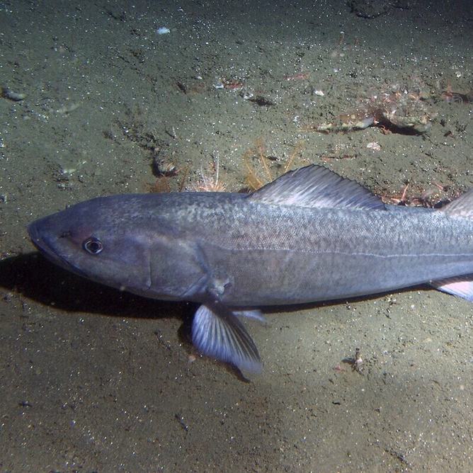 A sablefish on the sea floor