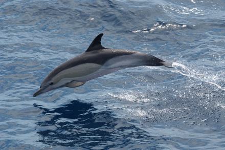 Side view of a short-beaked common dolphin in the wild