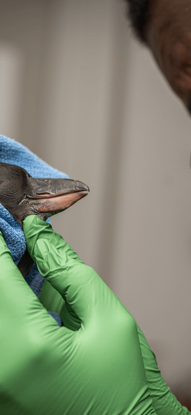Gloved caretaker holding a young penguin chick wrapped in a blue towel during a veterinary exam
