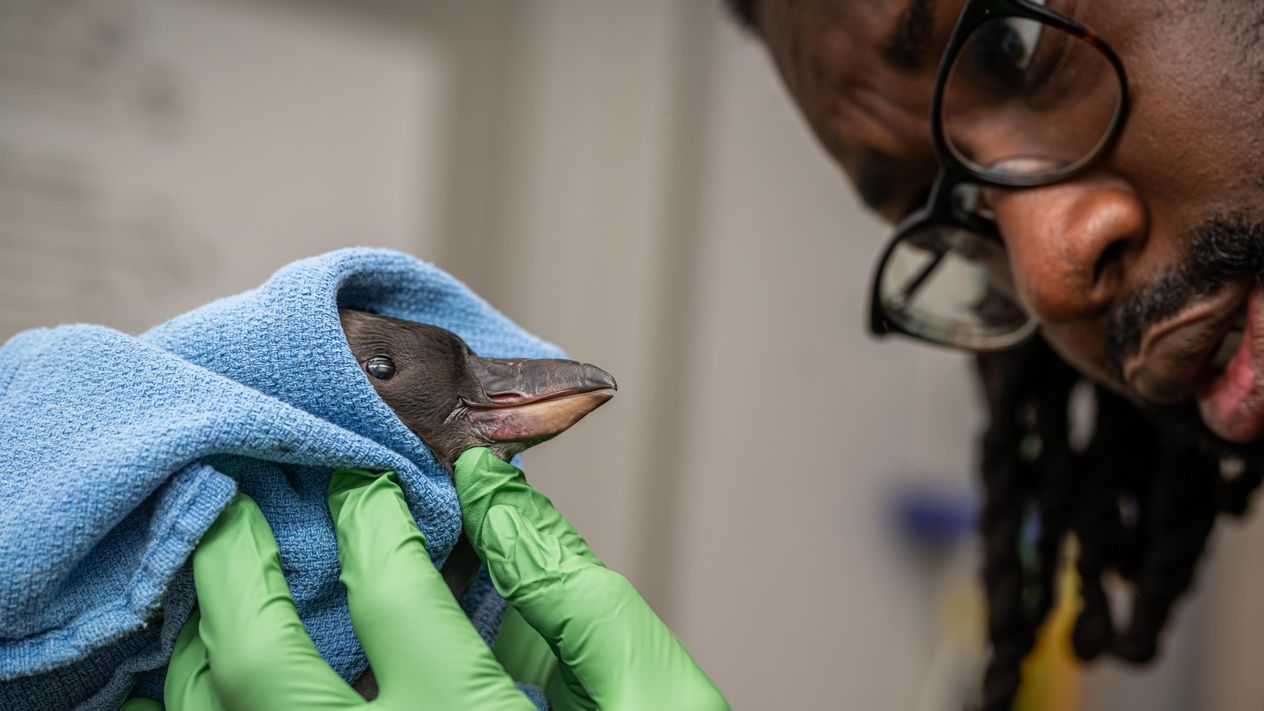 Dr. Kwamina hold a puffin chick wrapped in a blue towel with green gloves