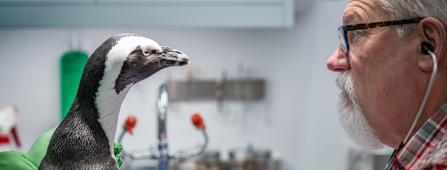 Veterinarian uses stethoscope to examine Rey, an African penguin, in the Aquarium's animal care facility