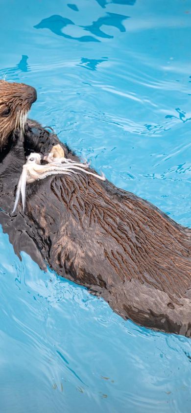 A sea otter behind the scenes in our rehab facility eating squid and floating on its back