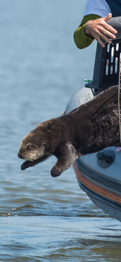 A rescued sea otter jumping out of a carrier being released into the ocean