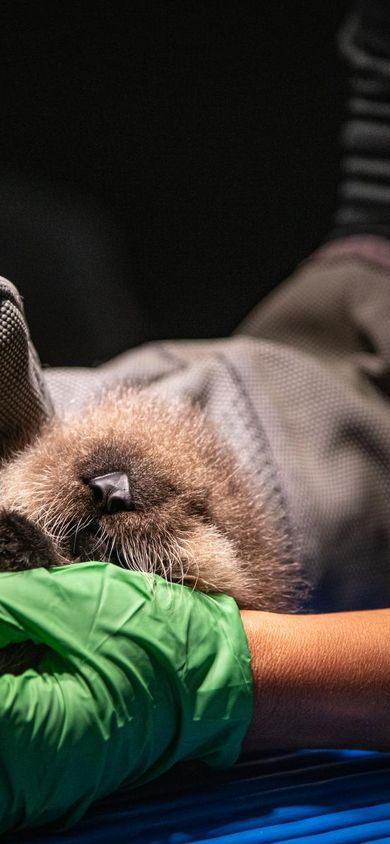 Rescued sea otter pup getting an exam