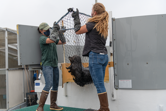 Sea otter recovery program | Monterey Bay Aquarium