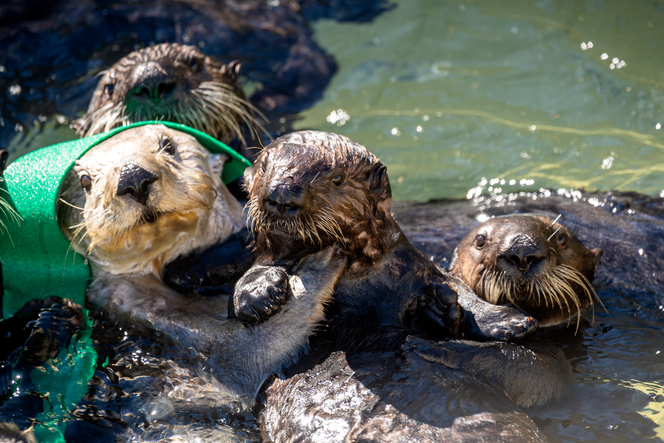 Sea otter recovery program | Monterey Bay Aquarium