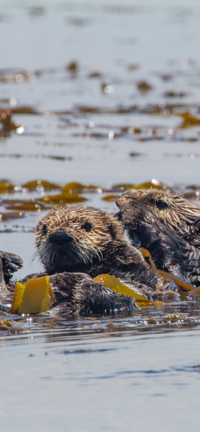 A wild sea otter mother with a blue tag on her flipper floats on her back in a golden kelp forest, with her pup resting on her chest