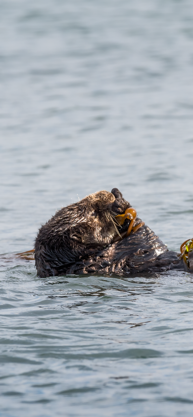 Wild sea otter floating on their back wrapped in golden kelp with their flippers up and tag visible