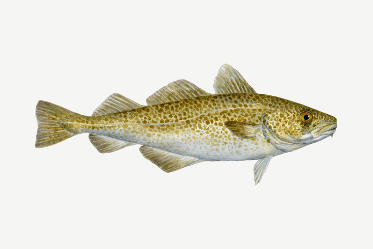 Sustainable cod & haddock buying guide | Monterey Bay Aquarium