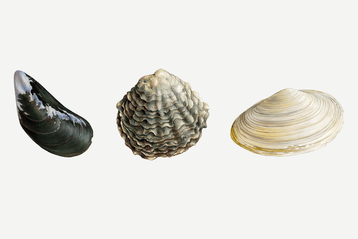 Popular Seafood Guide | Monterey Bay Aquarium