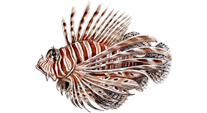 U.S. Southeast Seafood Guide | Monterey Bay Aquarium