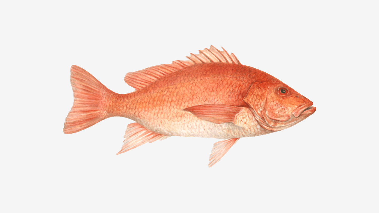Sustainable snapper buying guide | Monterey Bay Aquarium