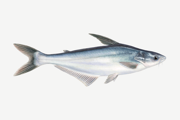 Popular Seafood Guide | Monterey Bay Aquarium