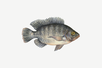 Popular Seafood Guide | Monterey Bay Aquarium