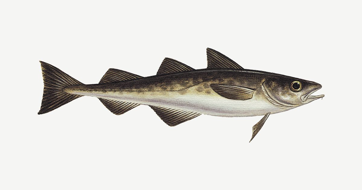 Sustainable pollock buying guide | Monterey Bay Aquarium