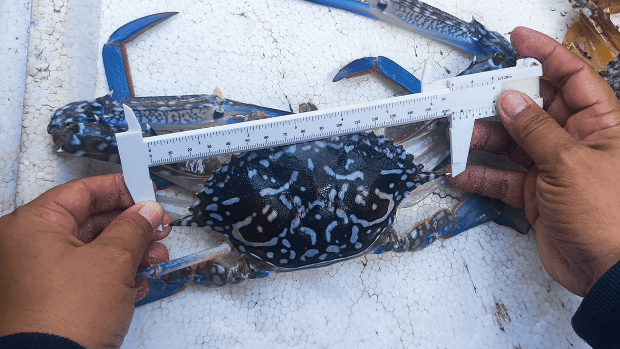 Hands using calipers to measure blue swimming crab shell width